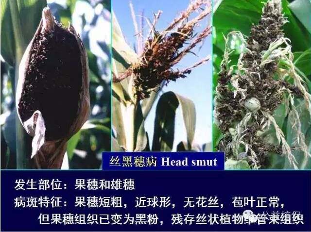 最全的玉米病害圖譜，看完后自己當專家！！