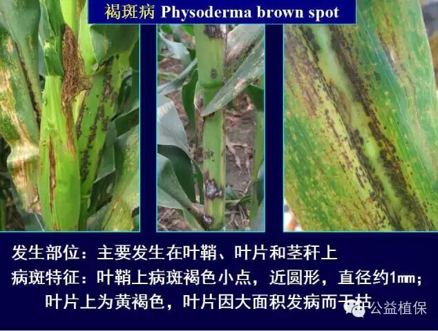 最全的玉米病害圖譜，看完后自己當專家！！